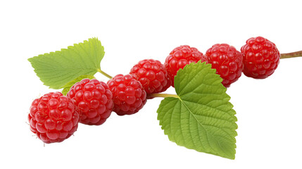 Raspberries on a Branch with Leaves isolate on transparent background