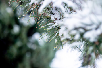 First snow on fir tree, closeup. Winter, snowy weather