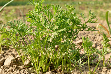 A row of green carrot shoots in the vegetable garden.