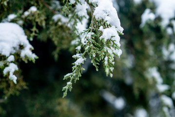Thuja with snow and frozen drops, evergreen background, closeup. Fir tree