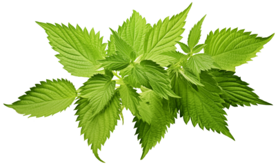 Fresh green nettle leaves isolated on transparent background  with clipping path.