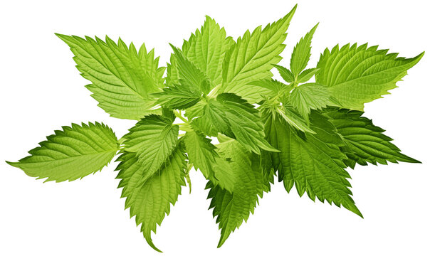 Fresh green nettle leaves isolated on transparent background  with clipping path.