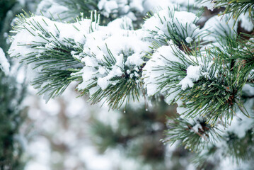 Pine Branch, ferst snow. Christmas winter time