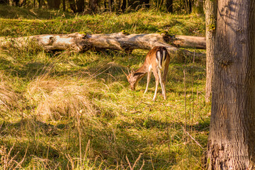 A grazing deer on a sunny autumn day in the Amsterdamse Waterleidingduinen nature park