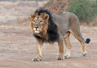 Male Asiatic Lion walking in Gir, Gujarat, India © s4sanchita
