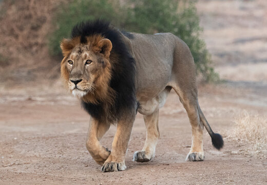 Asiatic Lion in Gir, Gujarat, India