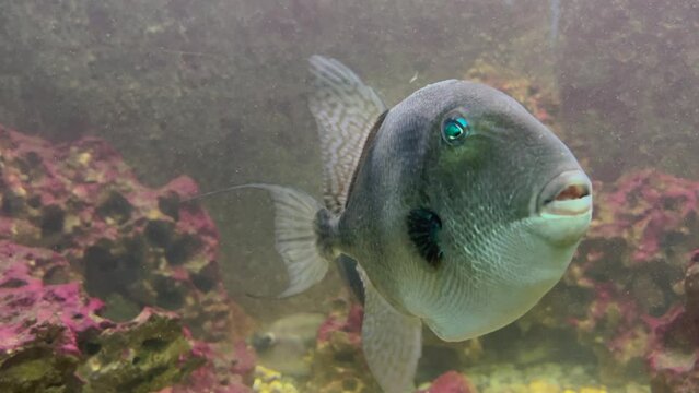 Grey triggerfish (Balistes capriscus) in aquarium