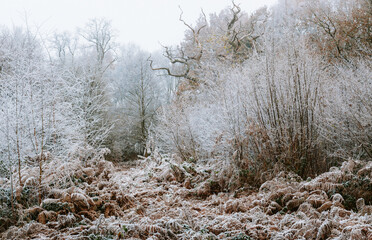 Frozen and foggy woodland image