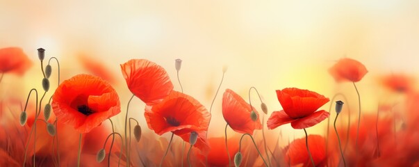 Red poppy flowers on pastel background. 