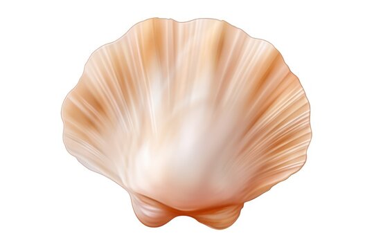 Seashell isolated on transparent or white background
