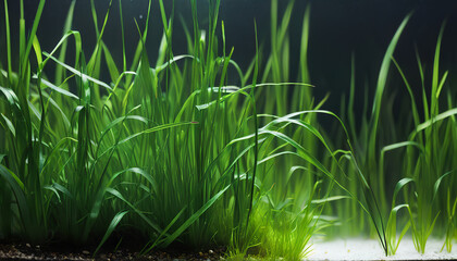 Fototapeta premium aquatic plant: Vallisneria spiralis, generative AI