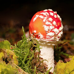 fly agaric mushroom