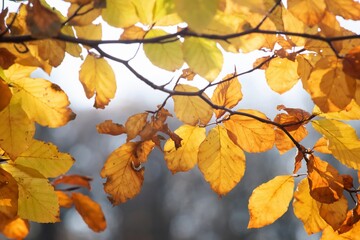 autumn leaves
