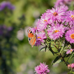 butterfly on flowers 2
