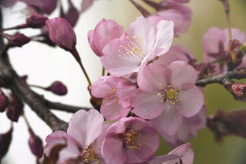 pink cherry blossom