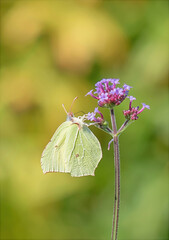 butterfly on a flower