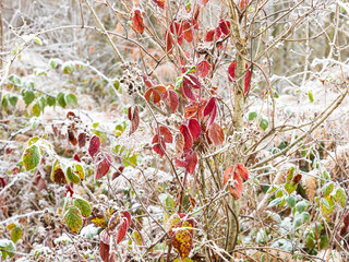 Frozen blackberry leaves in autumn colours