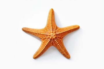 Fototapeta na wymiar Starfish on sand isolated on transparent or white background