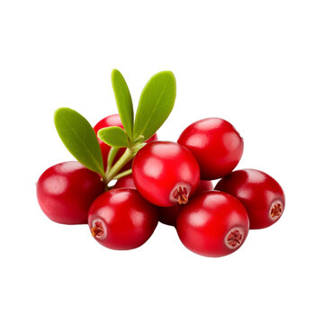 fresh organic lingonberry cut in half sliced with leaves isolated on white background with clipping path