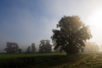 Obraz premium Weiden im Morgennebel in Oberbayern, Deutschland
