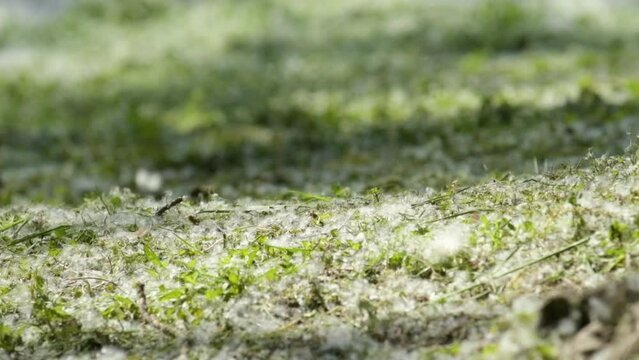 White Poplar catkins (Populus alba) in spring, selective focus