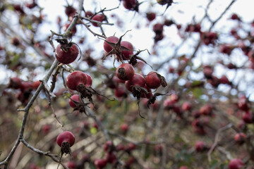 red hips of the dog rose rosa canina