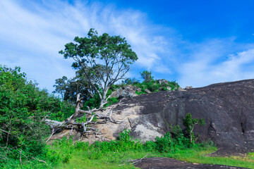 Safari in Sri Lanka National Park