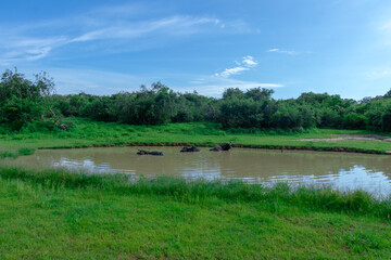 Safari in Sri Lanka National Park