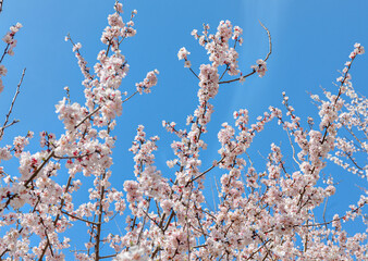 blooming sakura trees in Тashkent, Uzbekistan