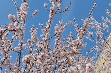 blooming sakura trees in  Japanese Garden (Tashkent, Uzbekistan)