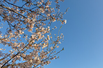 blooming sakura trees in  Japanese Garden (Tashkent, Uzbekistan)