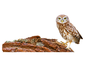 Isolated Owl. White background. Little Owl. 