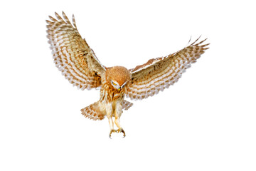 Isolated Owl. White background. Little Owl. 