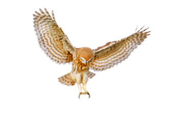 Isolated Owl. White background. Little Owl. 