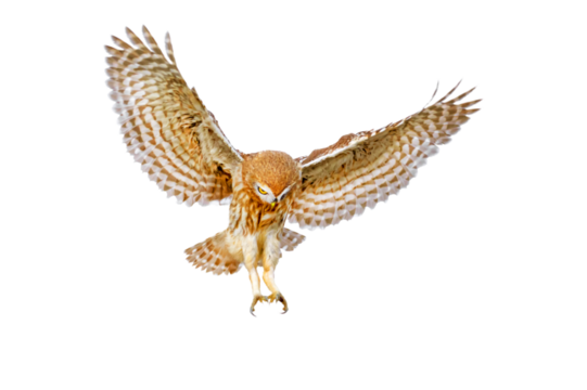 Isolated Owl. White background. Little Owl. 