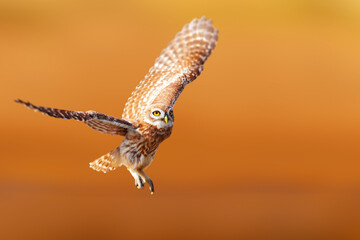 An owl photographed in impressive natural scenery. Little Owl. Colorful nature background.