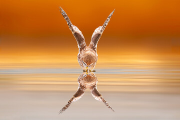 An owl photographed in impressive natural scenery. Little Owl. Colorful nature background.