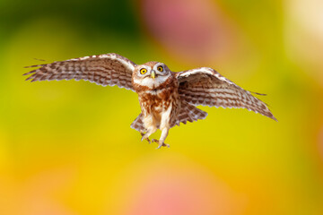 An owl photographed in impressive natural scenery. Little Owl. Colorful nature background.