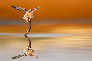 An owl photographed in impressive natural scenery. Little Owl. Colorful nature background.