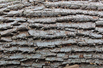 The texture of the bark of an old tree. Macro. Canada.