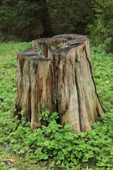 It's an old tree stump in the forest. Canada.