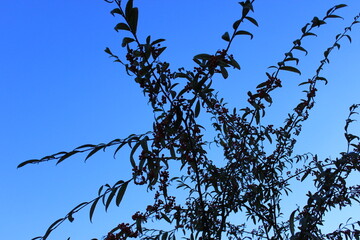 Thin branches of a tree with leaves and small berries on a blue sky background. Canada.