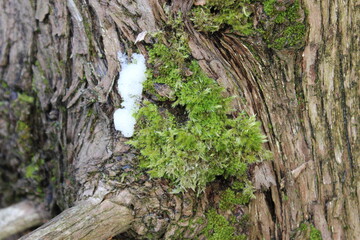 Green moss on the trunk of an old tree. Macro. Canada.
