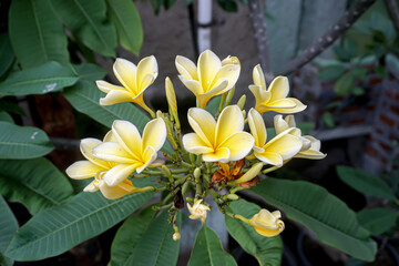 Obraz premium Yellow plumeria or frangipani flowers which are commonly found in South East Asian countries such as Indonesia, Singapore, Thailand as well as Hawaii