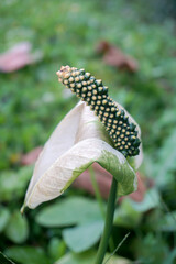 Spathiphyllum, peace lilies, white flowers, various kinds of flowers in the garden