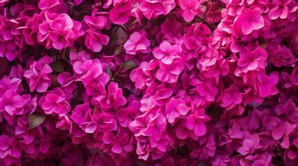 The charm of Bougainvillea flowers, bathed in the warm glow of late afternoon sunlight. Generative Ai