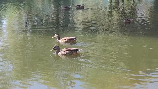 Ducks in pond eat bread, swim among water lilies. Beautiful nature background summer sunny day. Many birds in swamp in the wild. river water covered with leaves of lilies. beautiful park with animals.