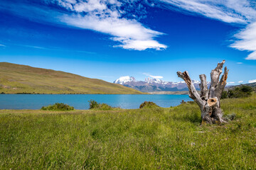 Naklejka premium Torres del Paine National Park, in Chilean Patagonia