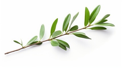 Tea tree branch on white background.