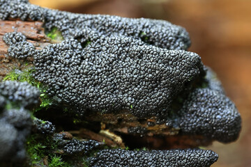 Cribraria argillacea, a slime mold from Finland, no common English name